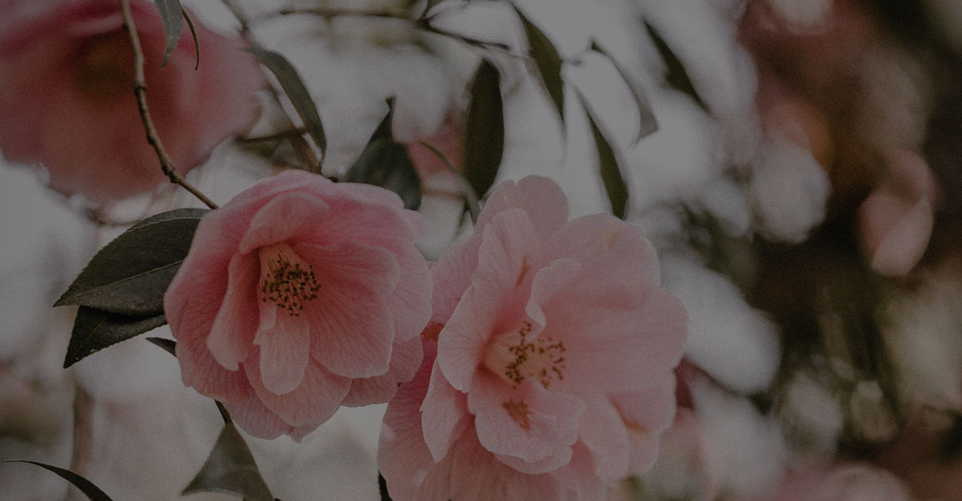 Pink flowers with delicate petals and green leaves.